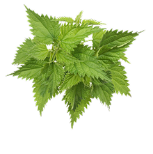 Stinging Nettle