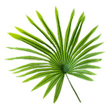 Saw Palmetto leaf